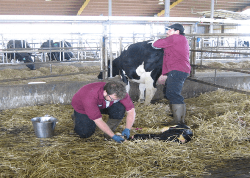 Heifer Livability Genetic Evaluations Coming in December