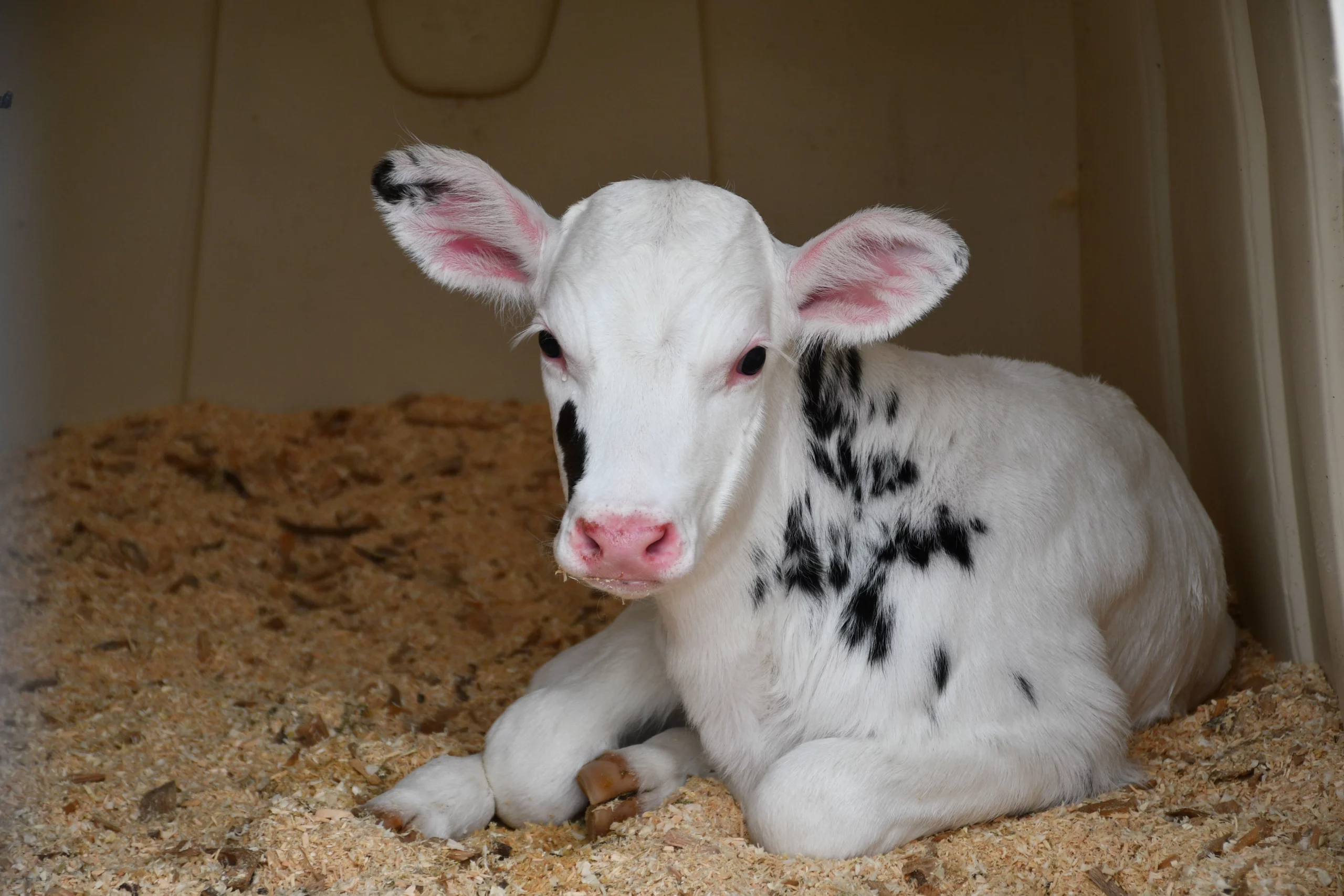 Recumbency in Holstein Calves