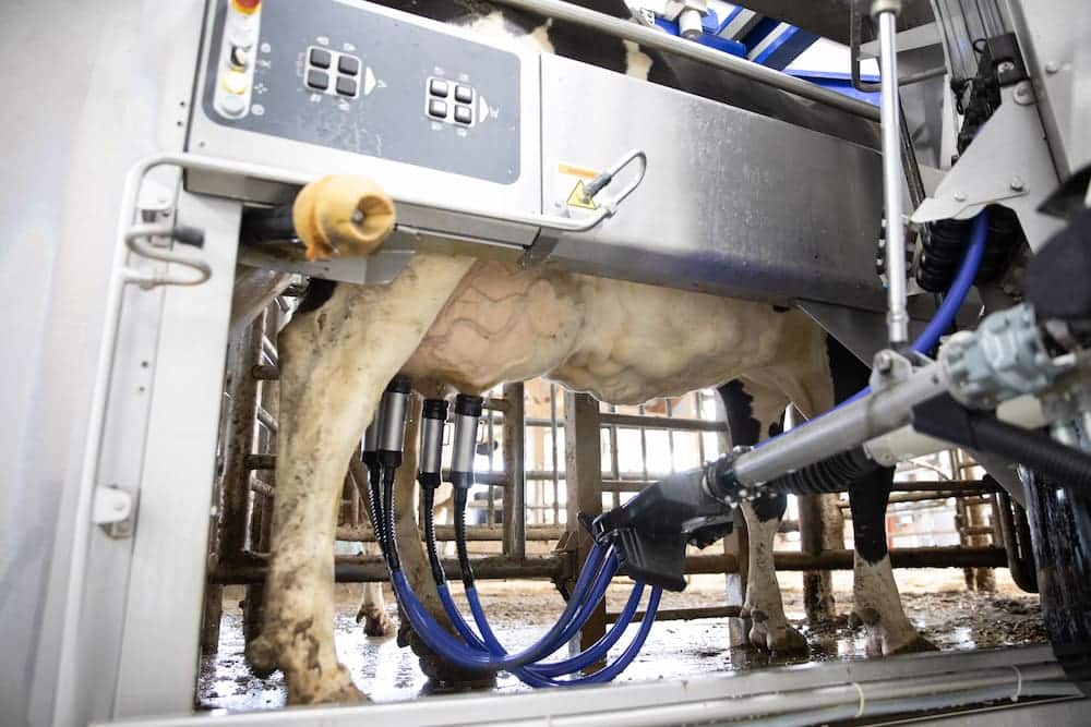 A Holstein cow is being milked using a mechanical milking machine in a parlor. 