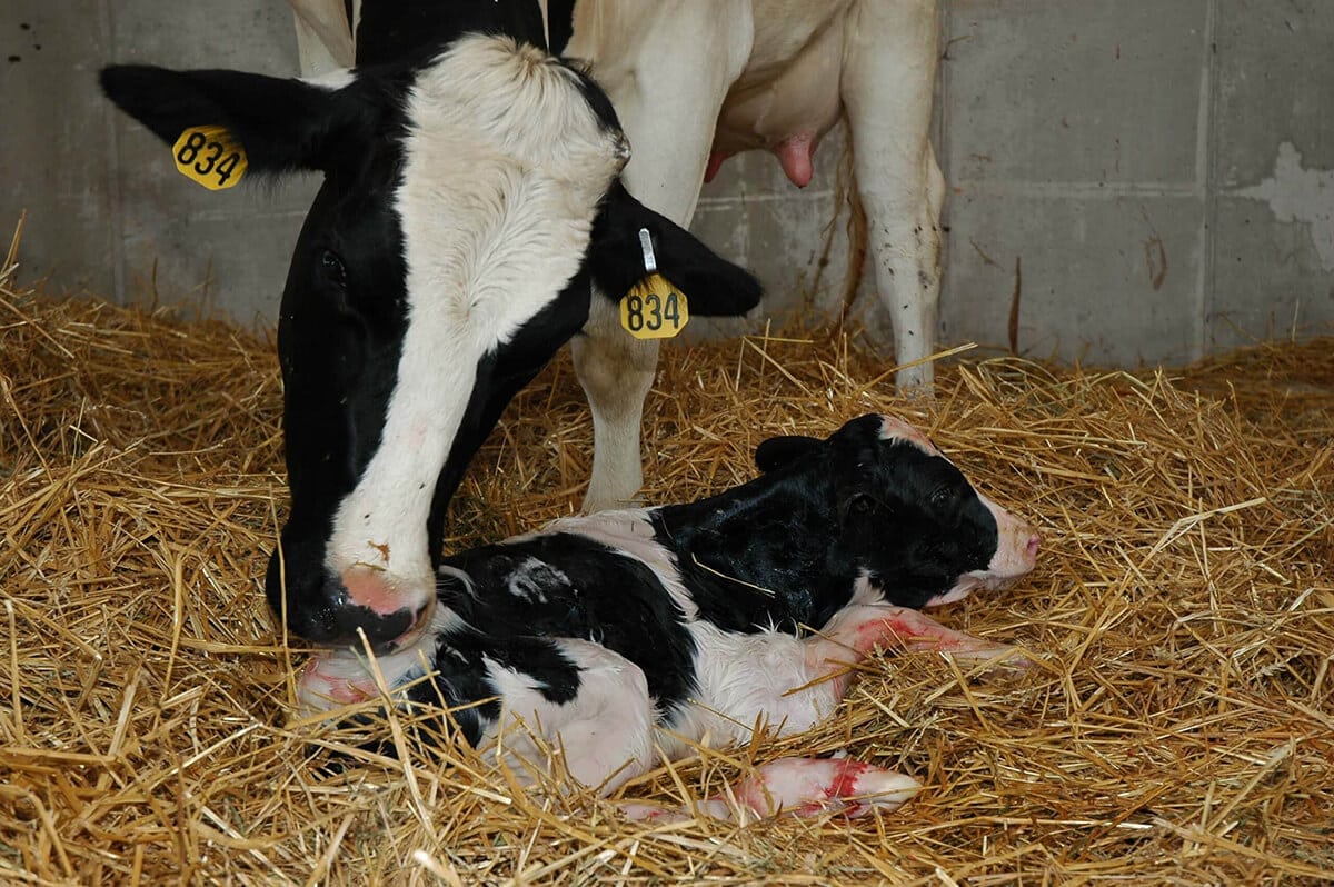 What Role Does Inbreeding Play in Genetic Base Changes?