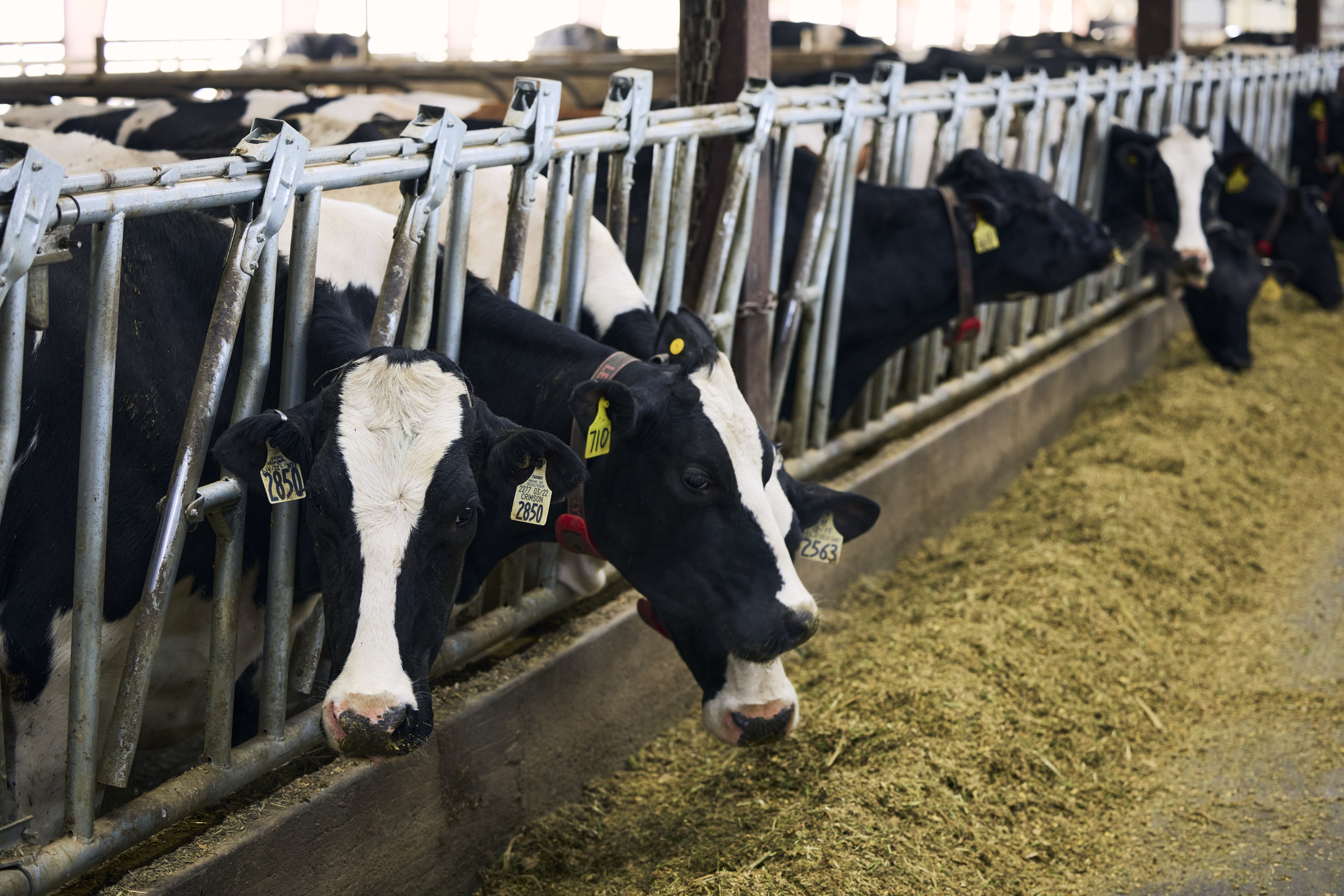 Genetic Evaluations: Change is in the Air