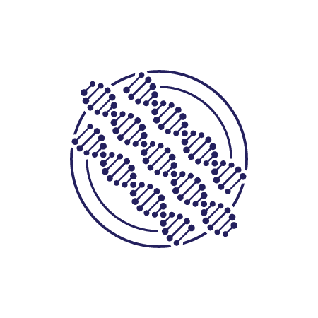 Three DNA strands in a circle