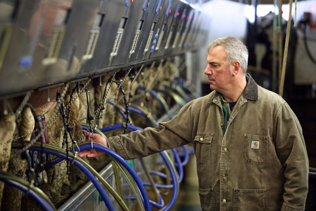 Man checking dairy cows