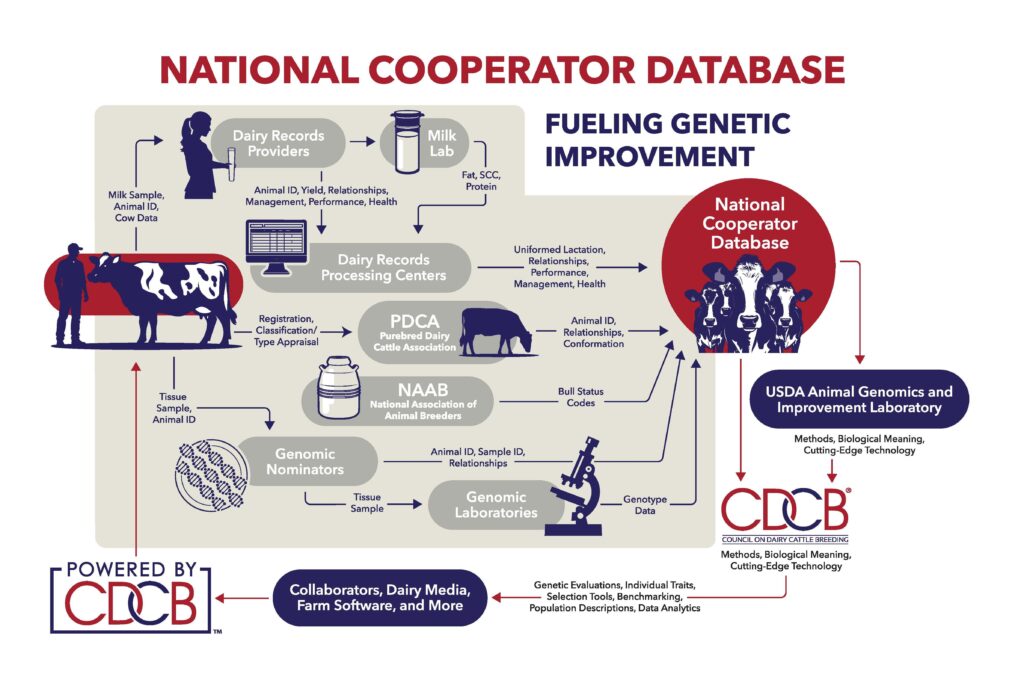 CDCB National Cooperator Database flow chart