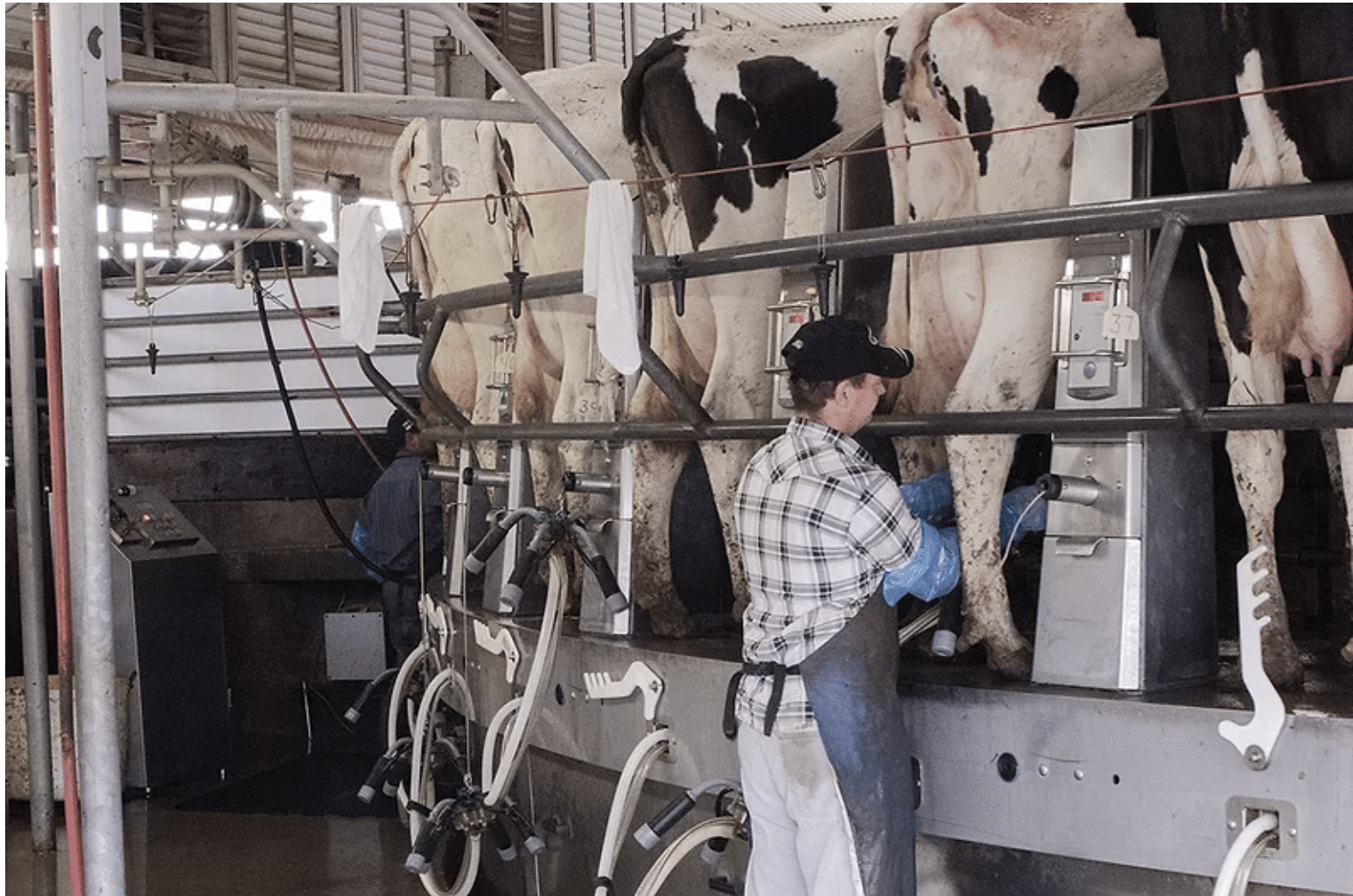 Selecting for Greater Parlor Efficiency is Possible