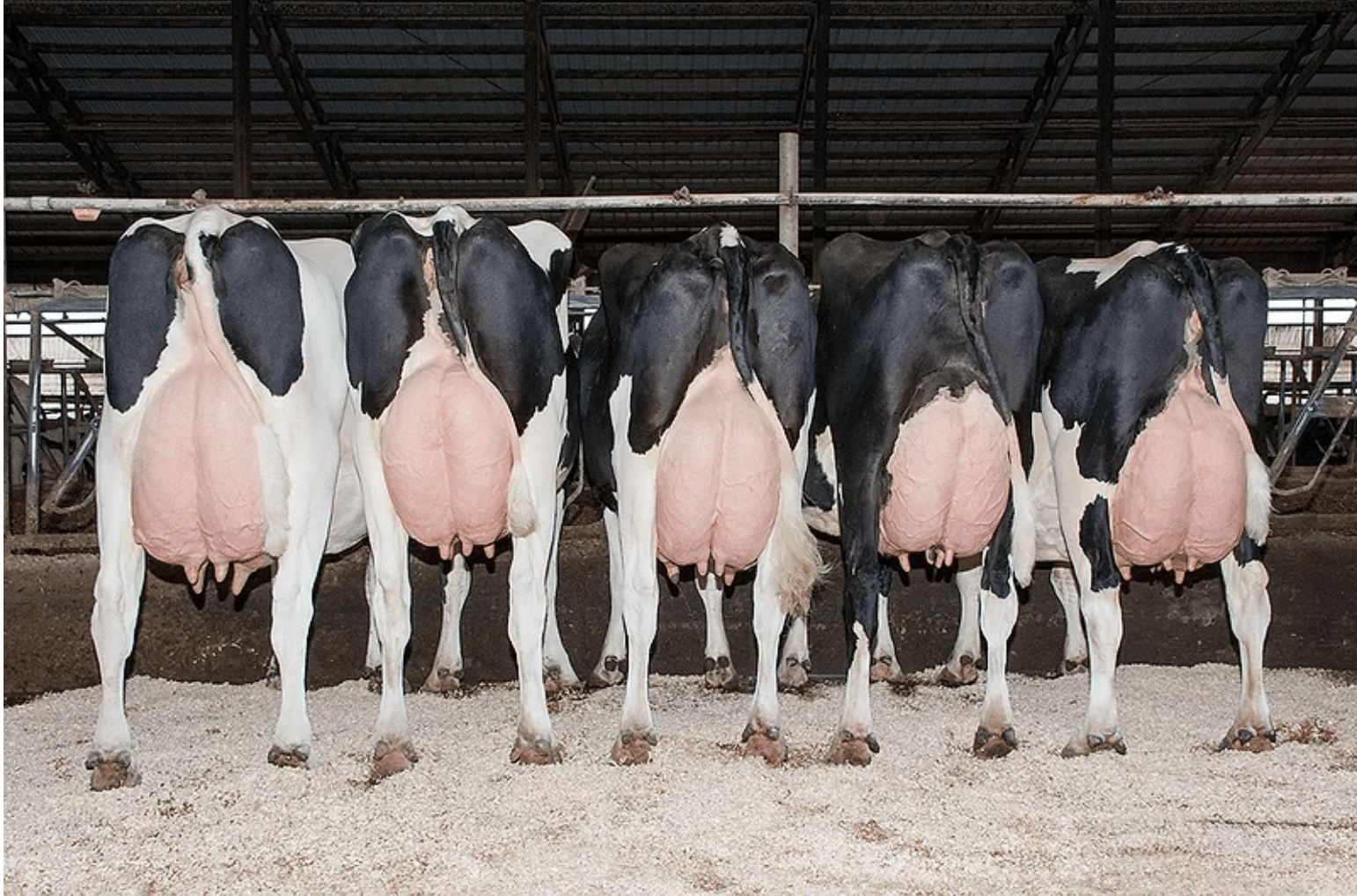 Striking a Balance: Genetic Superiority vs. Age