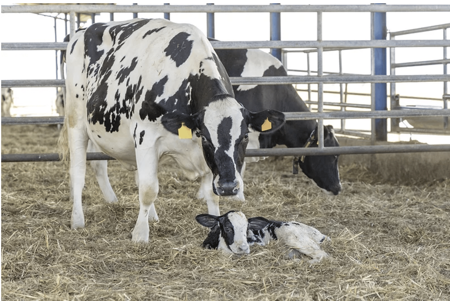 New Calf Traits Will Allow Producers to Select for Disease Resistance