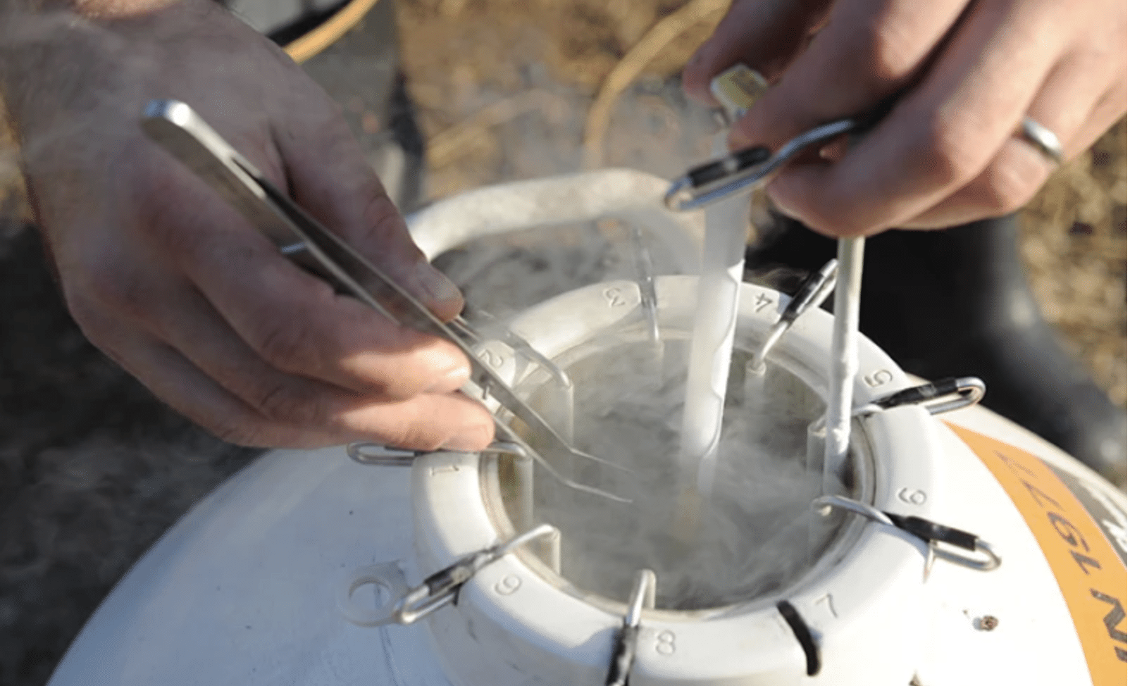 Sexed Semen Surge Meets Beef-on-Dairy Stability