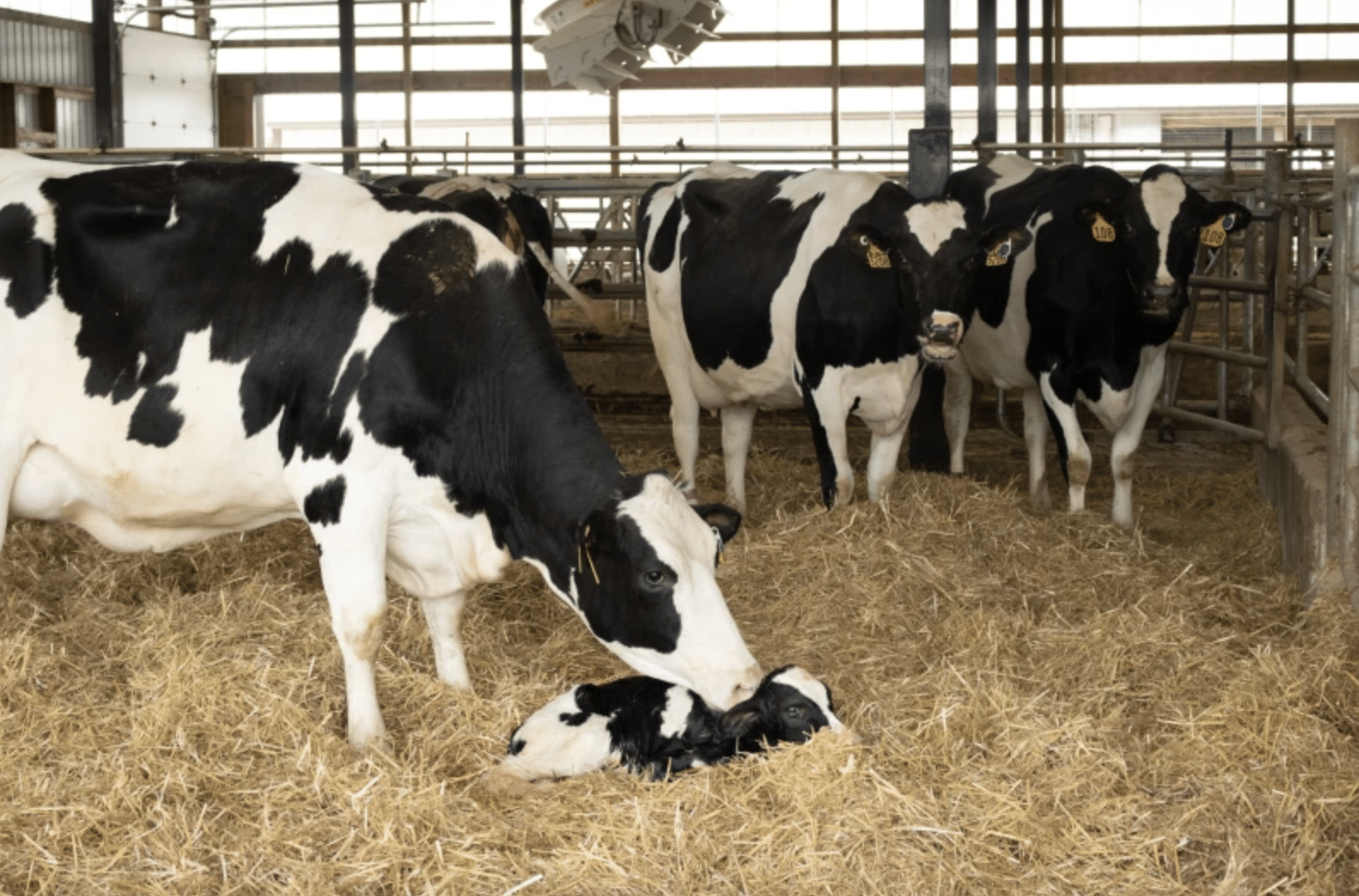 The New Math of Merit: How the August 2026 Evaluations are Modernizing Dairy Genetics