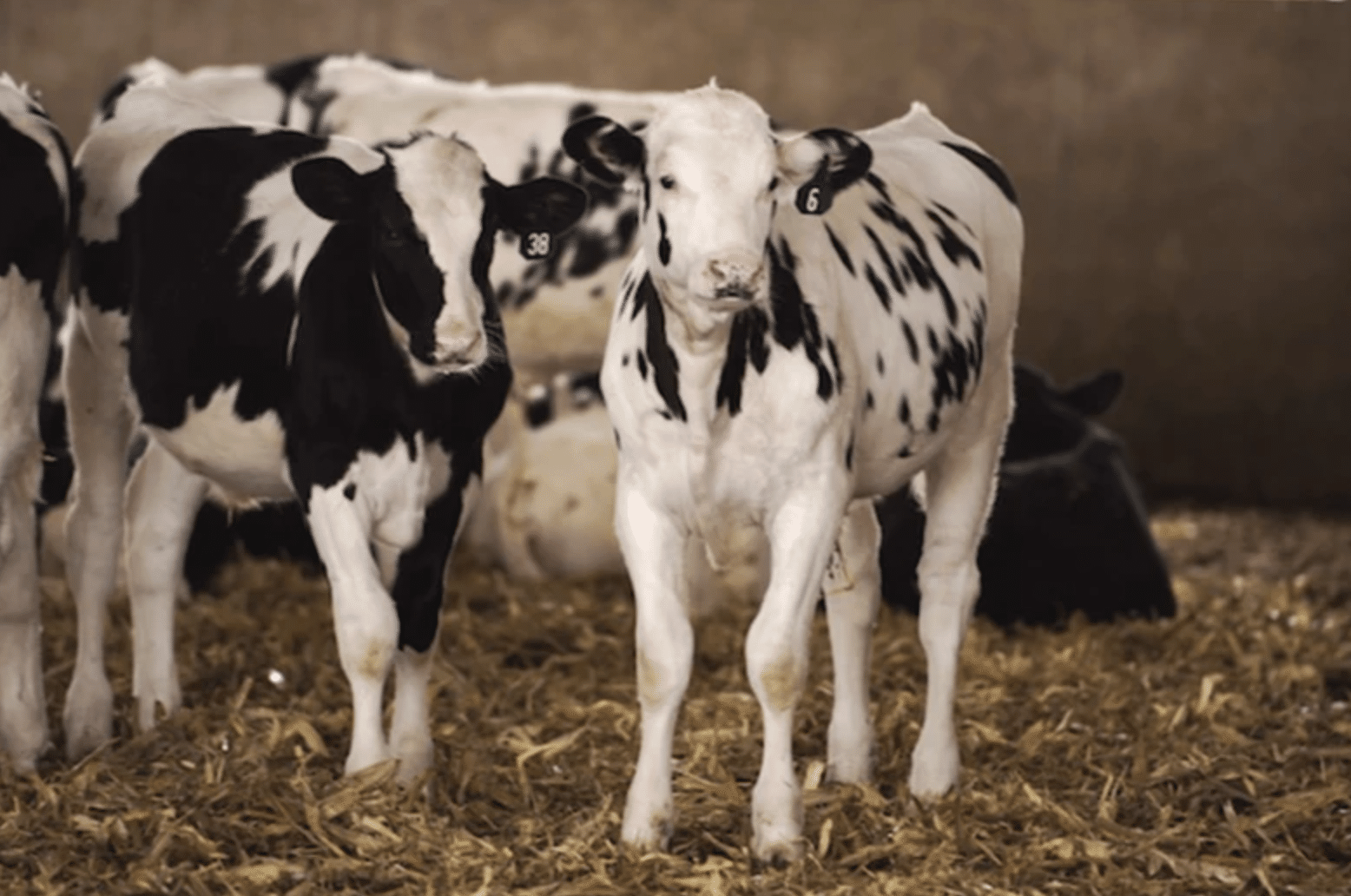 CDCB Launches First National Genetic Evaluations for Calf Health